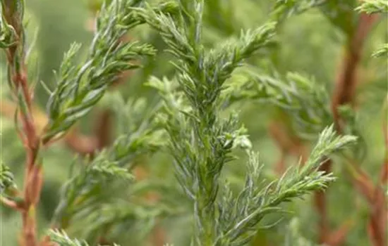 Chamaecyparis pisifera 'Baby Blue' Chamaecyparis pisifera 'Baby Blue'