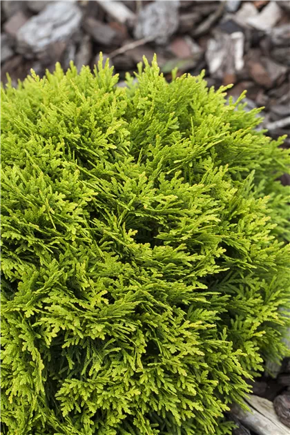 Thuja occidentalis 'Mirjam'