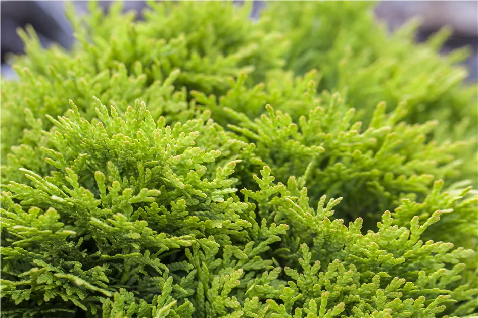 Thuja occidentalis 'Mirjam'