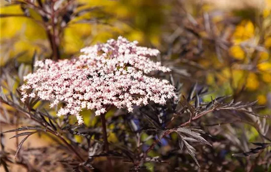 Sambucus nigra 'Black Lace'(s) Sambucus nigra 'Black Lace'(s)