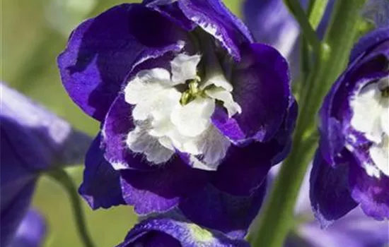 Delphinium pacific, violett-weiß Delphinium pacific, violett-weiß