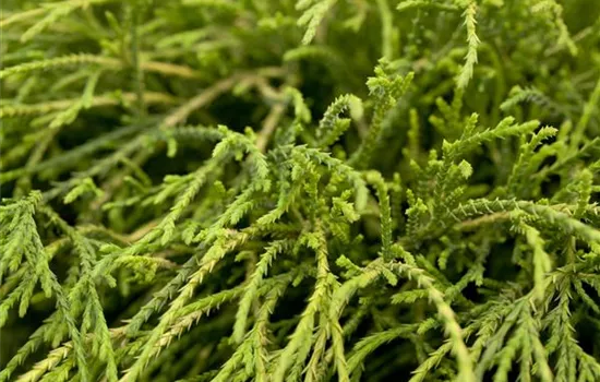 Chamaecyparis pisifera 'Filifera Nana' Chamaecyparis pisifera 'Filifera Nana'