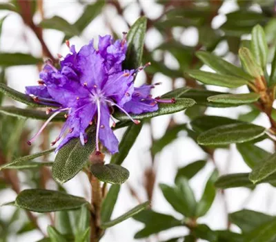 Rhododendron impeditum 'Azurika'