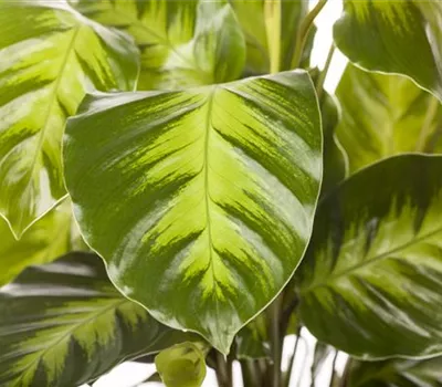 Calathea Calathea