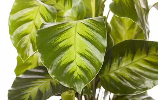 Calathea