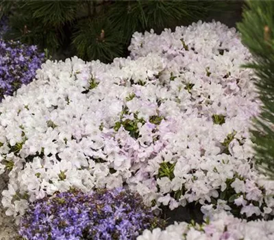 Rhododendron keleticum 'Robert Seleger'