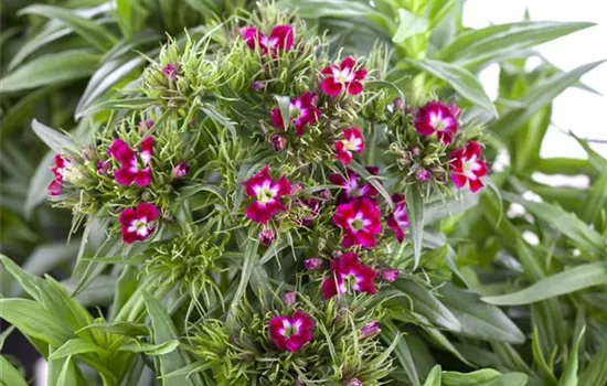 Dianthus barbatus Dianthus barbatus