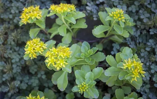 Sedum kamtschaticum Sedum kamtschaticum
