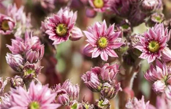Sempervivum arachnoideum Sempervivum arachnoideum