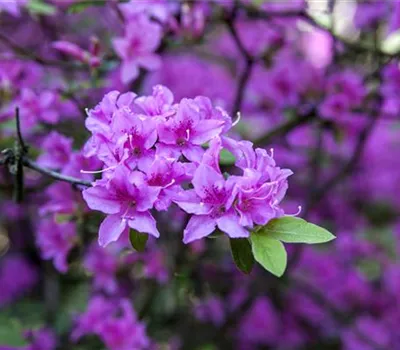 Rhododendron 'Praecox'