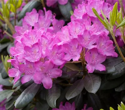 Rhododendron 'Roseum Elegans'