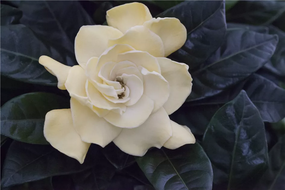 Gardenia jasminoides