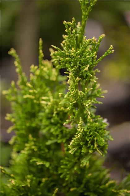 Thuja plicata 'Can-Can'