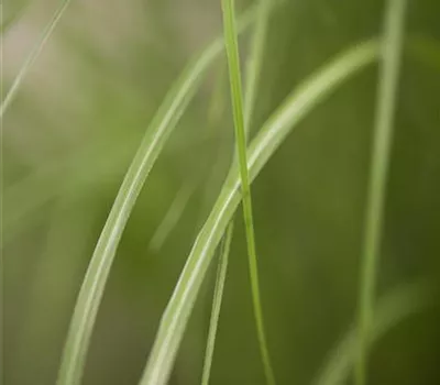 Miscanthus sinensis 'Gracillimus' Miscanthus sinensis 'Gracillimus'