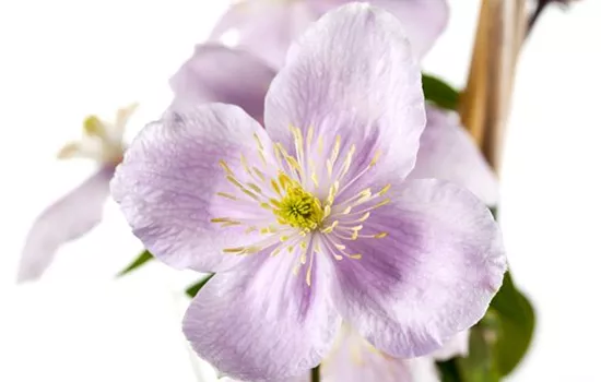 Clematis montana Clematis montana