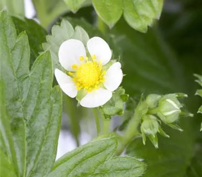 Fragaria vesca var. semperflorens