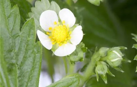 Fragaria vesca var. semperflorens Fragaria vesca var. semperflorens