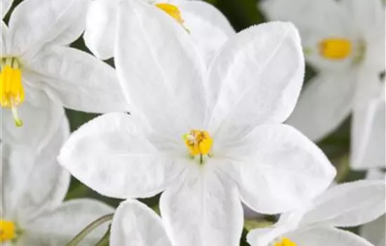 Solanum jasminoides Solanum jasminoides