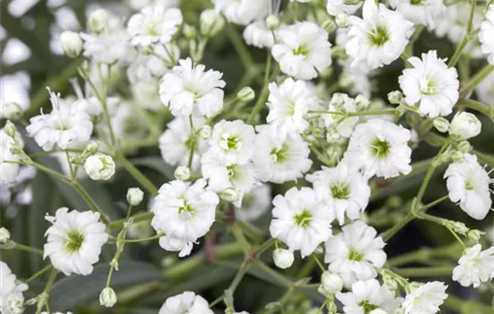 Gypsophila paniculata, weiß
