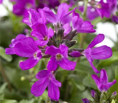 Arabis blepharophylla