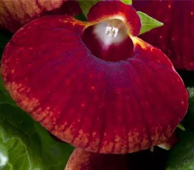 Calceolaria Calceolaria