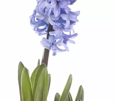 Hyacinthus orientalis Hyacinthus orientalis