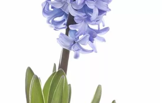 Hyacinthus orientalis