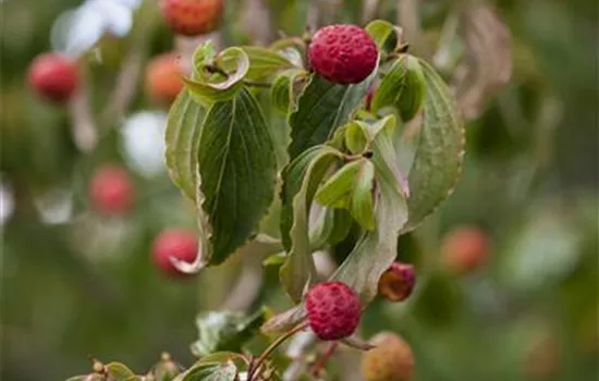 Cornus kousa Cornus kousa