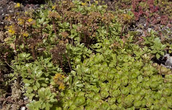 Sedum spurium