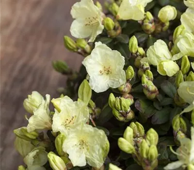Rhododendron 'Wren'
