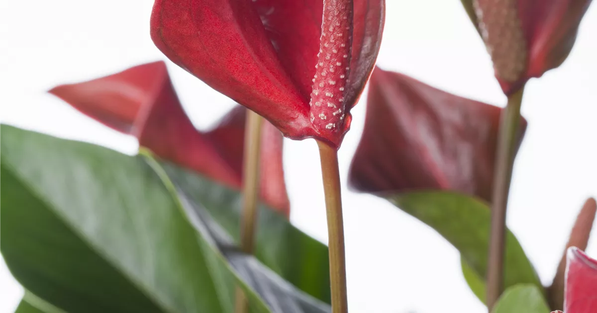 anthurium forgetii kaufen Runo Plants | Rare & Collectors' Plants
