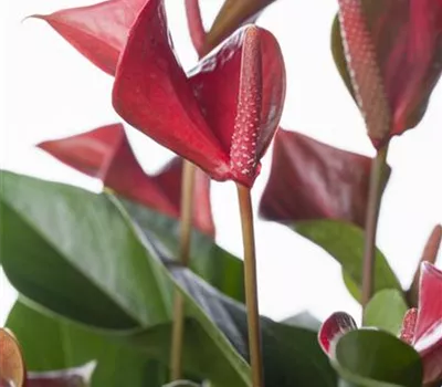 Anthurium x andreanum Anthurium x andreanum
