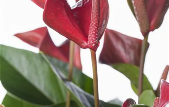 Anthurium x andreanum Anthurium x andreanum