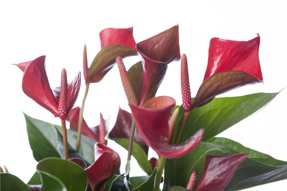 Anthurium x andreanum