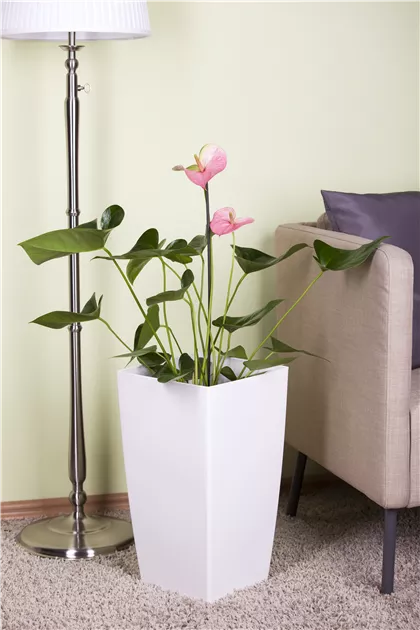 Anthurium x andreanum