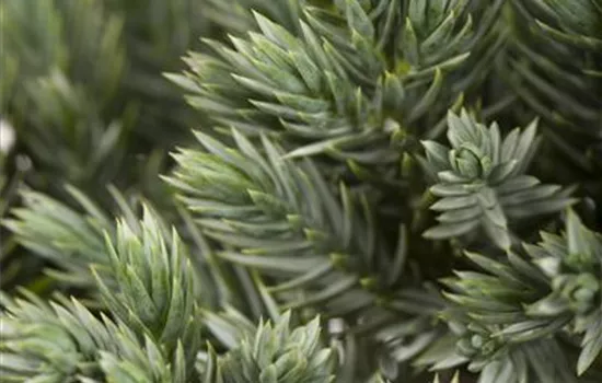 Juniperus squamata 'Blue Star' Juniperus squamata 'Blue Star'