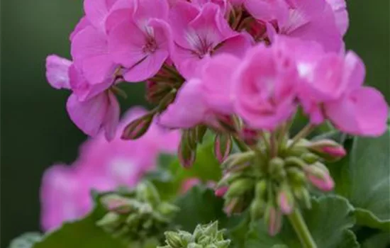 Pelargonium zonale