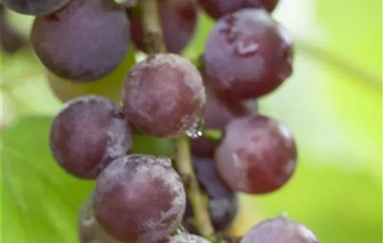 Vitis vinifera 'Vanessa'®