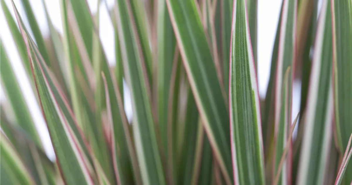 Dracaena marginata