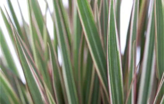 Dracaena marginata Dracaena marginata