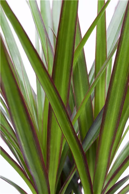 Dracaena marginata