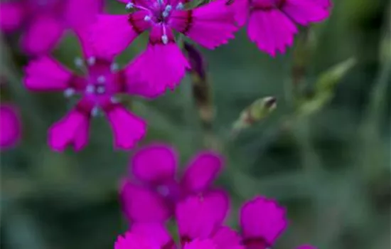 Dianthus deltoides