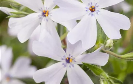 Phlox subulata, weiß Phlox subulata, weiß