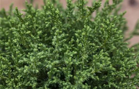 Chamaecyparis pisifera 'Plumosa Compressa' Chamaecyparis pisifera 'Plumosa Compressa'