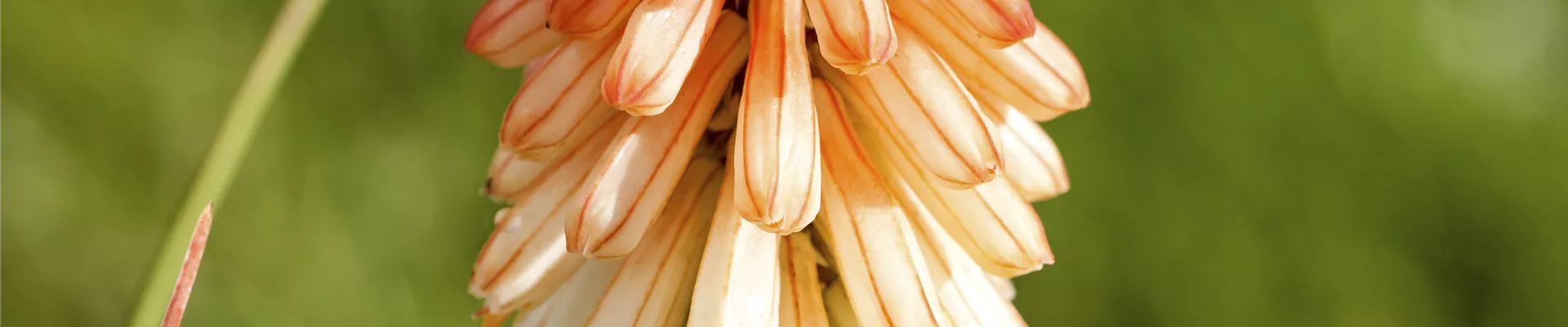 GS496507.jpg GS496507.jpg