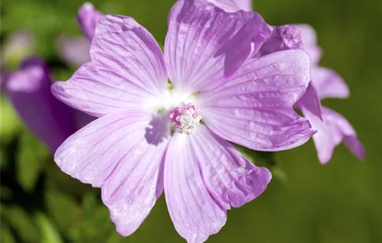Malva moschata 'Rosea'