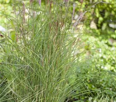 Miscanthus sinensis 'Kleine Fontäne' Miscanthus sinensis 'Kleine Fontäne'