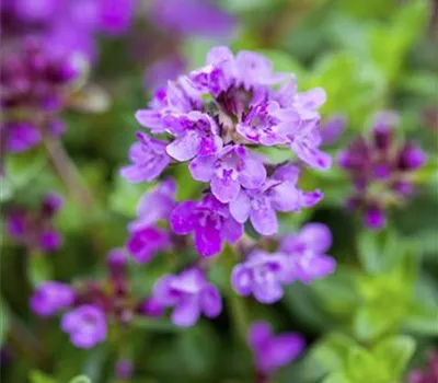 Thymus x citriodorus 'Prostate'