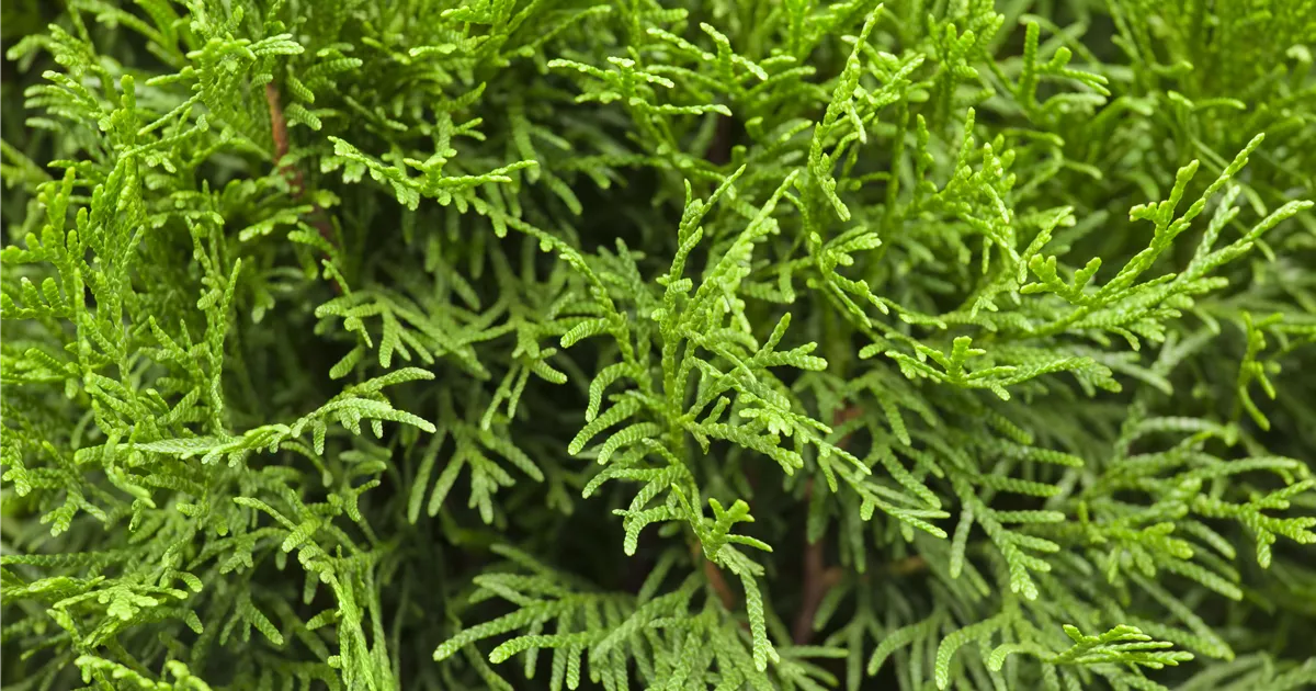 hängepflanze zimmerpflanze Tierfreundliche Hängepflanzen bestellen – Green Me Up