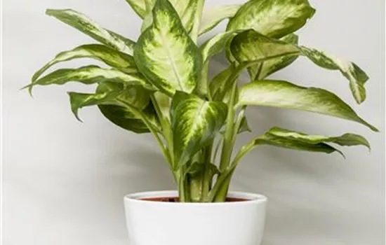 Dieffenbachia maculata 'Camilla' Dieffenbachia maculata 'Camilla'